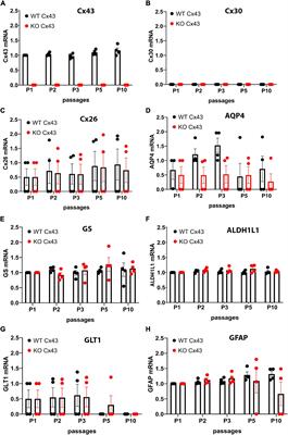 Generation and Characterization of Immortalized Mouse Cortical Astrocytes From Wildtype and Connexin43 Knockout Mice